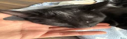 British Shorthair cats for sale: lovely kittens ready to go to their new home in Peterborough - Advert 11
