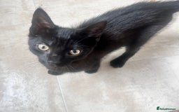 Mixed Breed cats for sale: 5 beautiful kittens ready for a new loving home  - Image 15