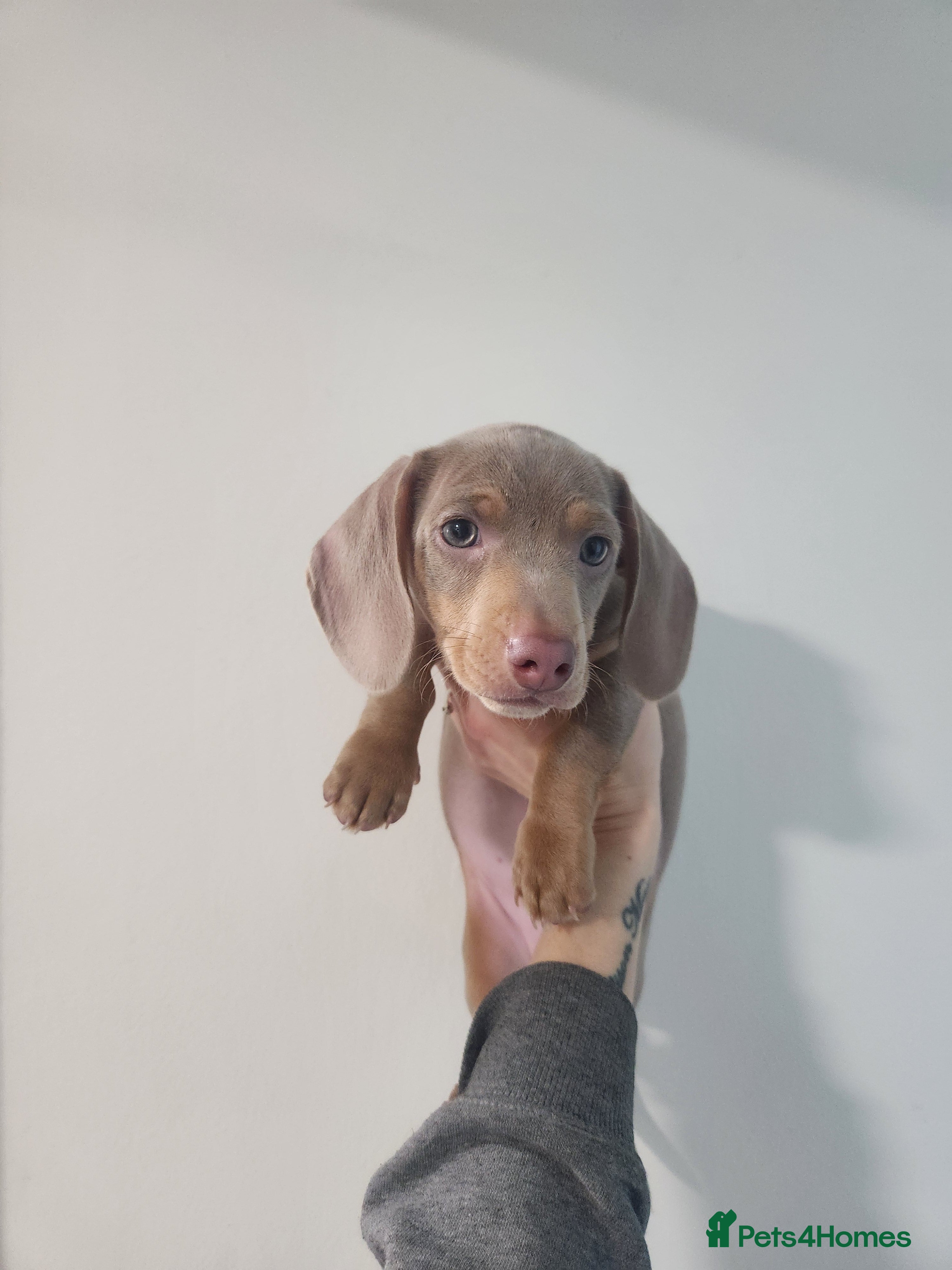 Miniature Dachshund dogs Stunning miniature dachshund puppies  - Advert 9