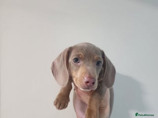Miniature Dachshund dogs Stunning miniature dachshund puppies - Advert 9