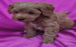 Cavapoo dogs for sale: Cavapoo puppies - Image 2