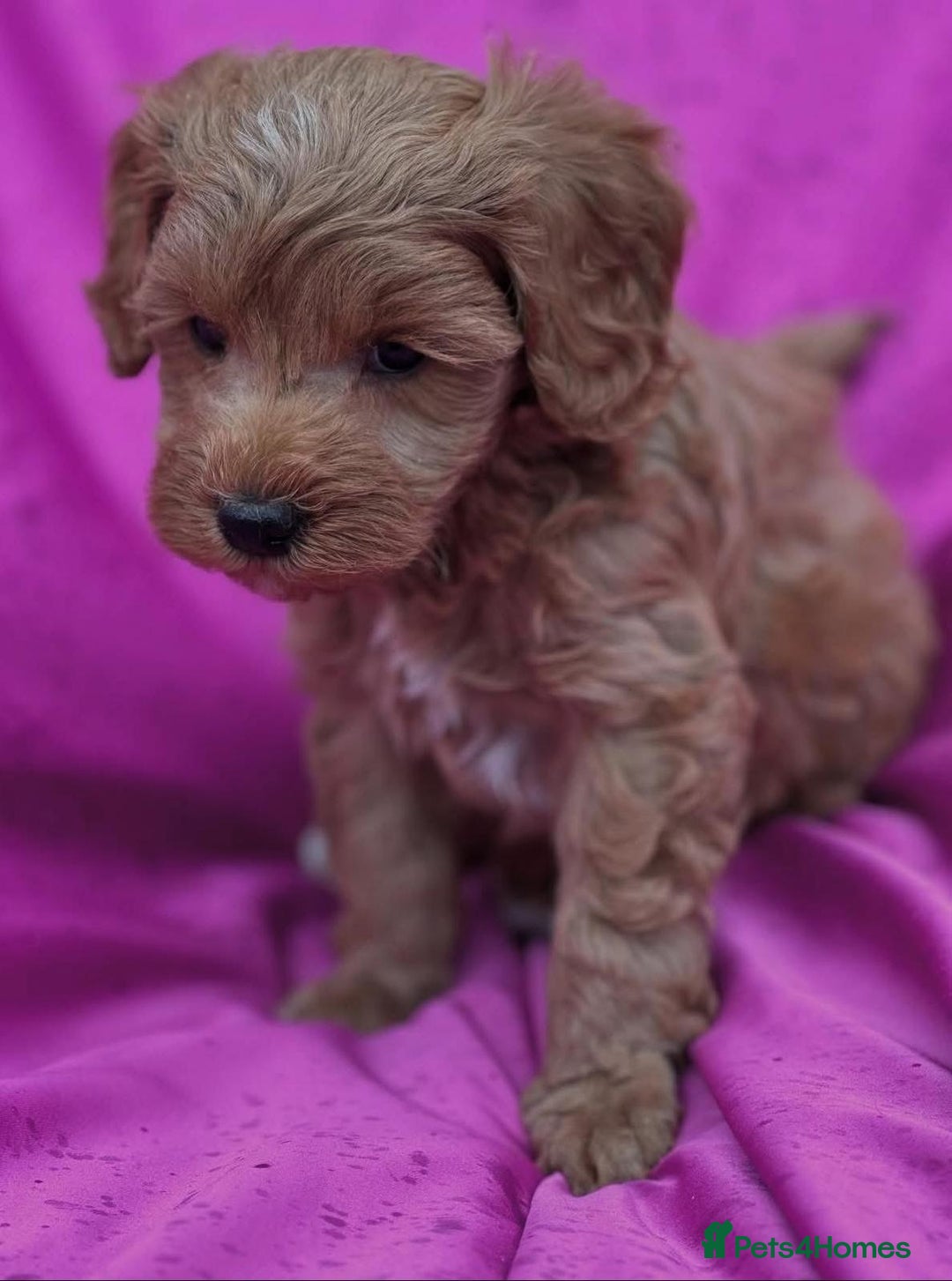 Cavapoo dogs for sale: Cavapoo puppies - Image 2
