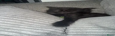 British Longhair 3