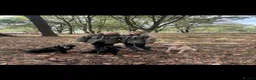 Labrador Retriever dogs for sale: Labrador Puppies  KC Reg Stunning  - Advert 3
