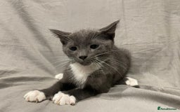 Mixed Breed cats for sale: Kittens for sale  - Image 11