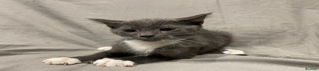 Mixed Breed Kitten 2