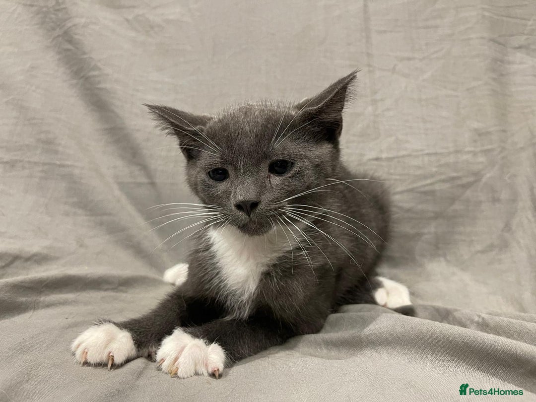 Mixed Breed cats for sale: Kittens for sale  - Image 11