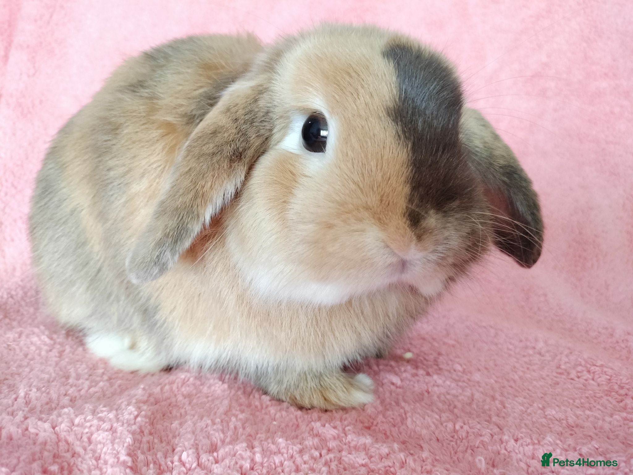 Mini Lop rabbits Adult mini lop for sale  - Advert 18