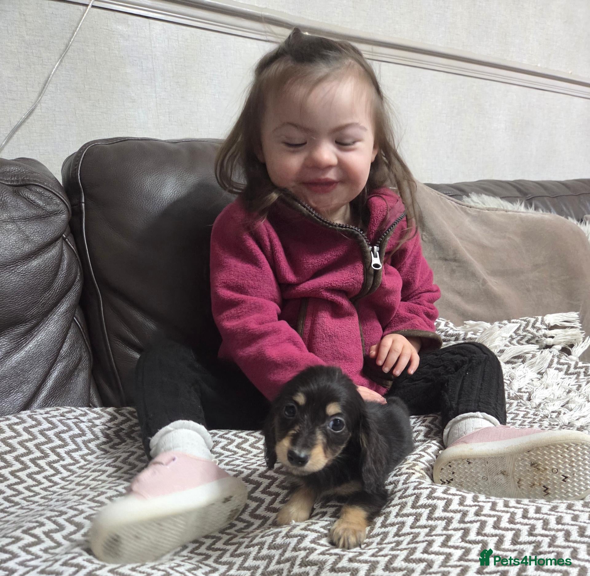 Miniature Dachshund dogs True longhaired minature dachshunds  - Advert 2