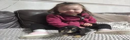 Miniature Dachshund dogs for sale: True longhaired minature dachshunds  - Advert 8