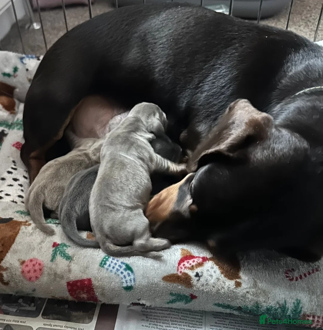 Dachshund dogs for sale: Stunning Dachshund puppies 🐾 - Advert 2