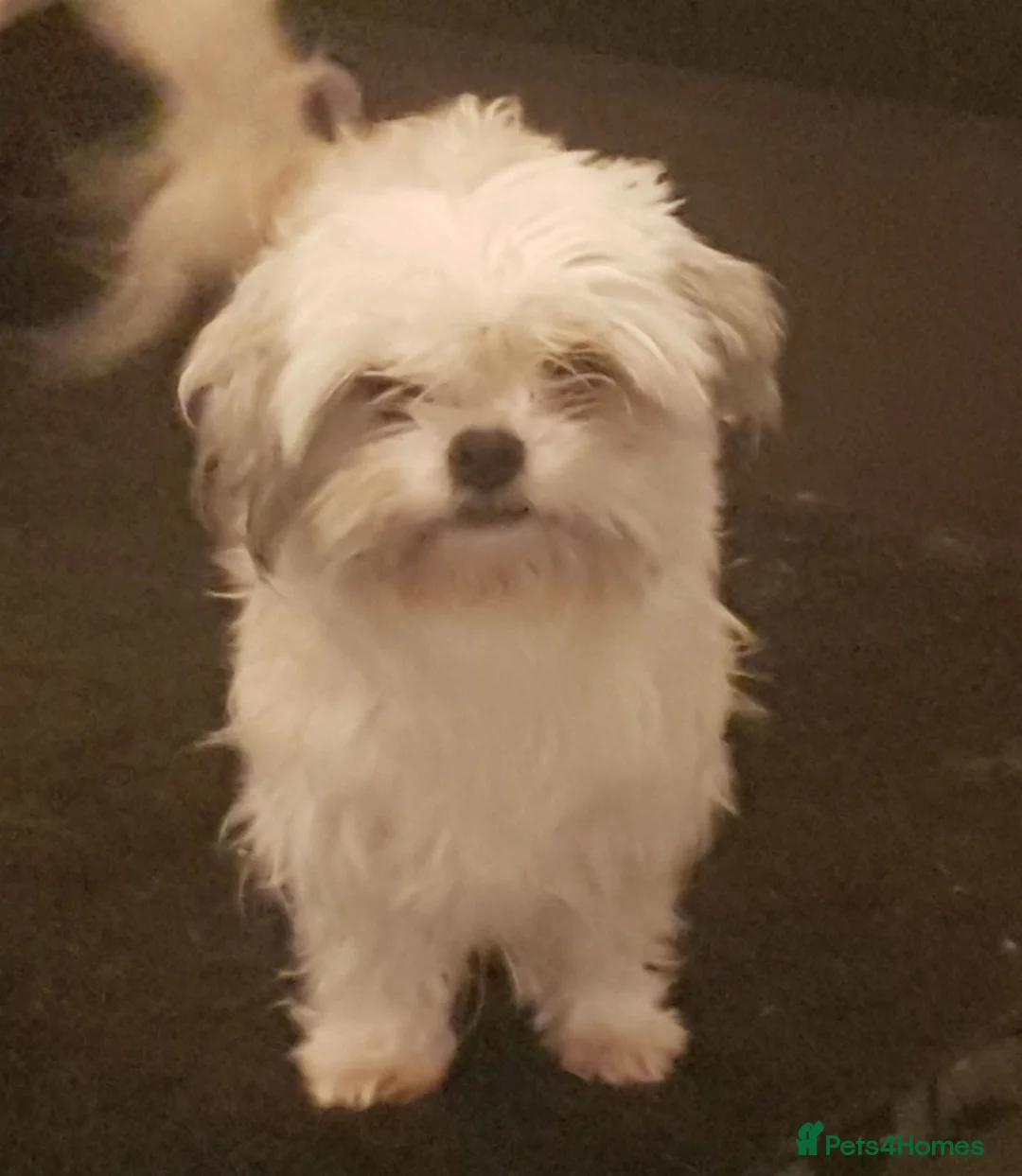 Mixed Breed dogs for sale: ADORABLE PUPPIES in Manchester - Advert 1