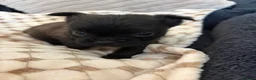 Mixed Breed dogs for sale: Frenchies x Pomeranian puppies - Advert 9