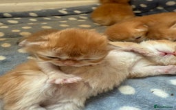 British Shorthair cats for sale: GCCFreg BSH & BLH Chocolate & Black Golden Kittens - Image 16