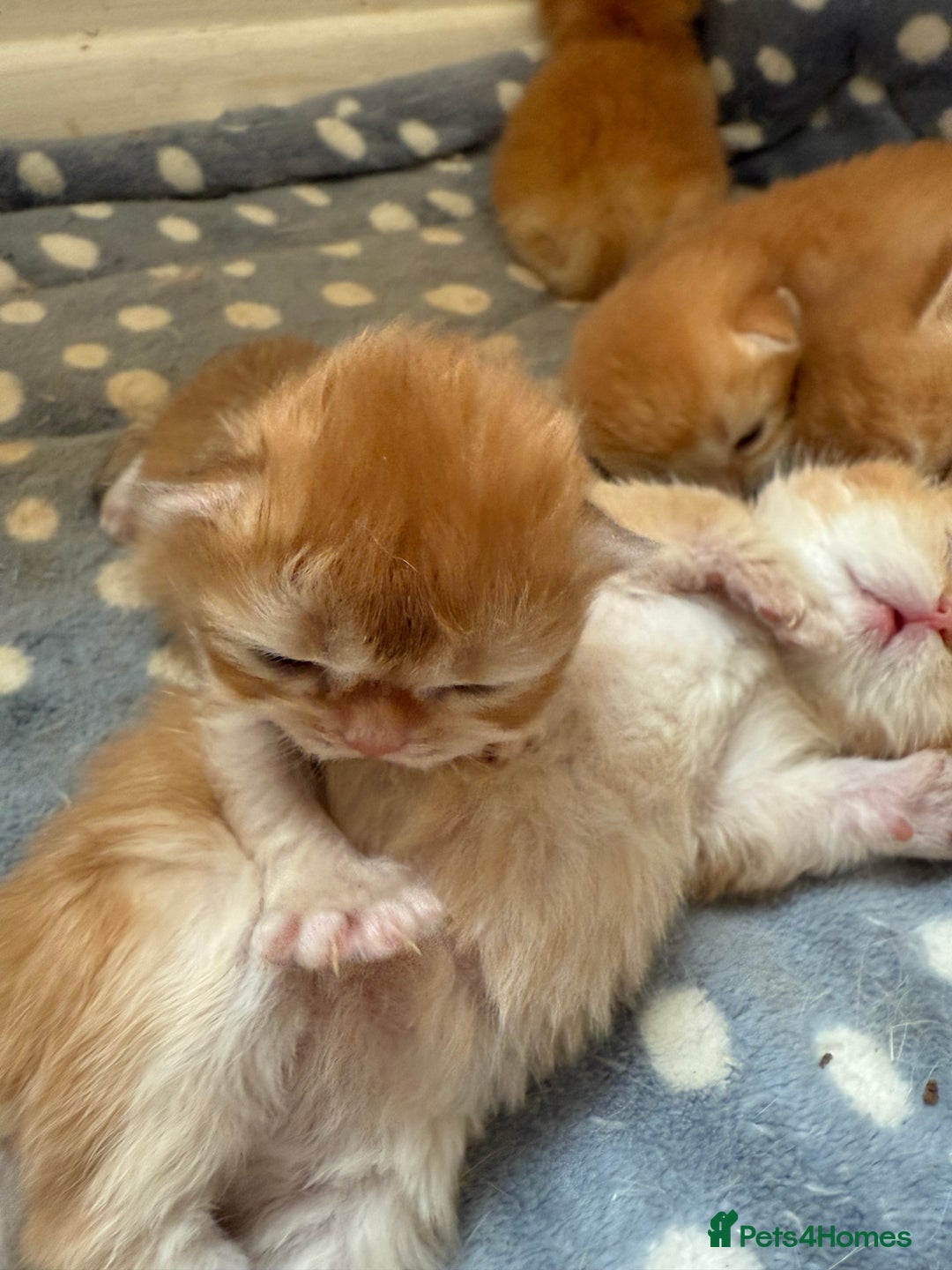 British Shorthair cats for sale: GCCFreg BSH & BLH Chocolate & Black Golden Kittens - Image 16