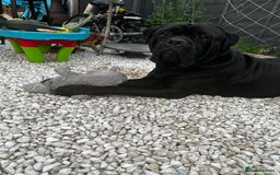 Cane Corso dogs for sale: 2 year old Cane Corso - Image 2