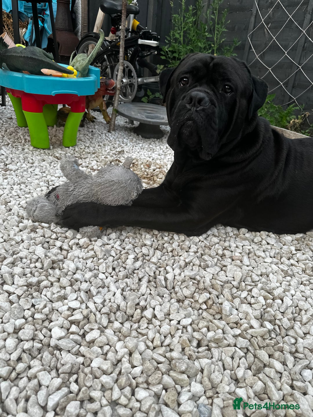 Cane Corso dogs for sale: 2 year old Cane Corso - Image 2