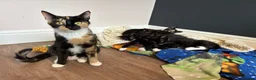 Mixed Breed cats for sale: Last male kitten looking for his new home  in Bracknell - Advert 7