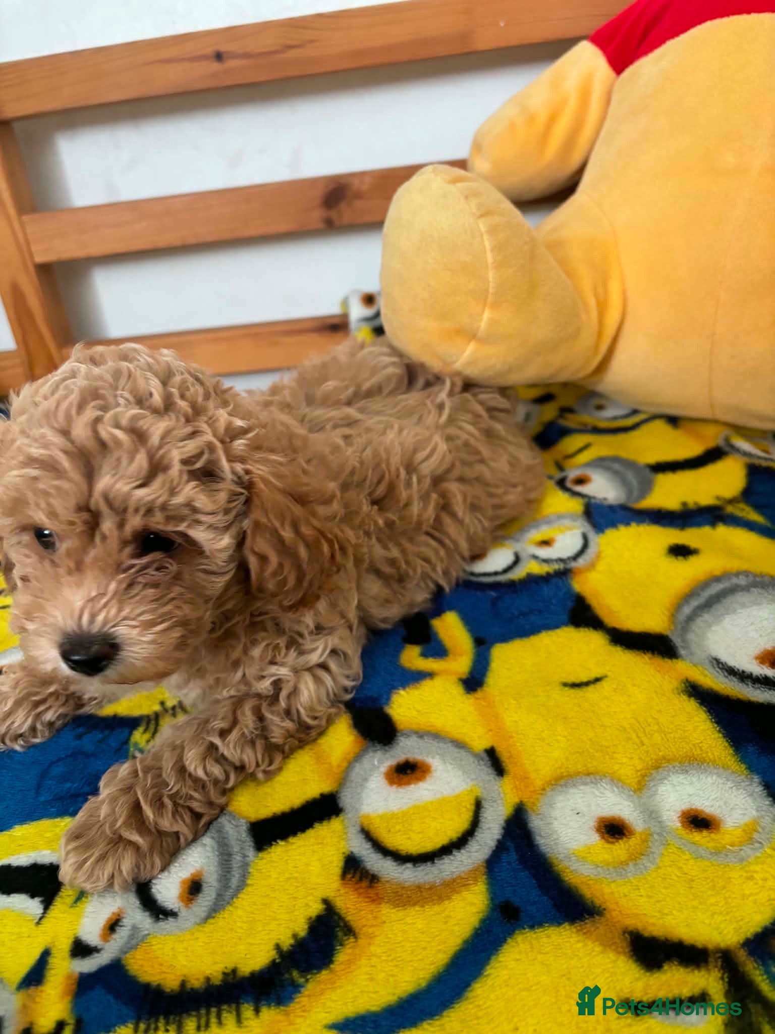 Maltipoo dogs Beautiful asian maltipoo puppy girl - Advert 6