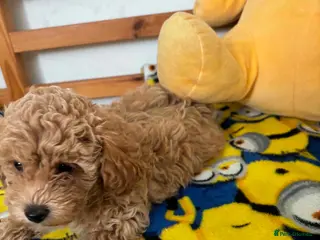 Maltipoo dogs Beautiful asian maltipoo puppy girl - Advert 6
