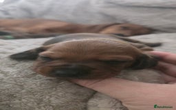 Miniature Dachshund dogs for sale: Miniature dachshund  - Image 13