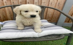 Golden Retriever dogs for sale: KC REGISTERED ®️ GOLDEN RETRIEVER PUPPIES 🐶 ❤️ - Image 30