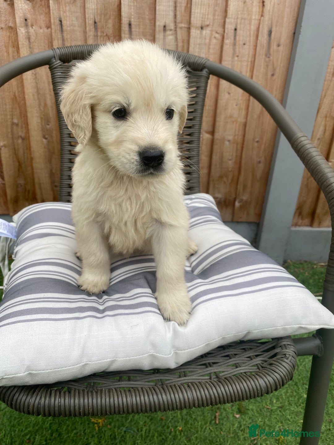 Golden Retriever dogs for sale: KC REGISTERED ®️ GOLDEN RETRIEVER PUPPIES 🐶 ❤️ - Image 30