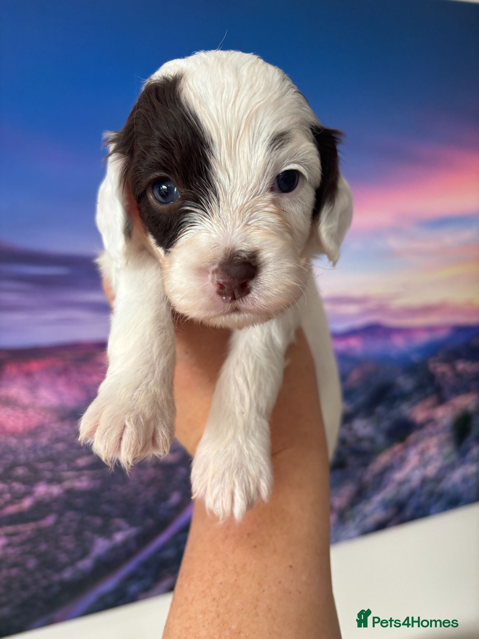 Cavapoo dogs ✨ Rare & Gorgeous F1 Cavapoos 🐾 Licensed - Advert 2