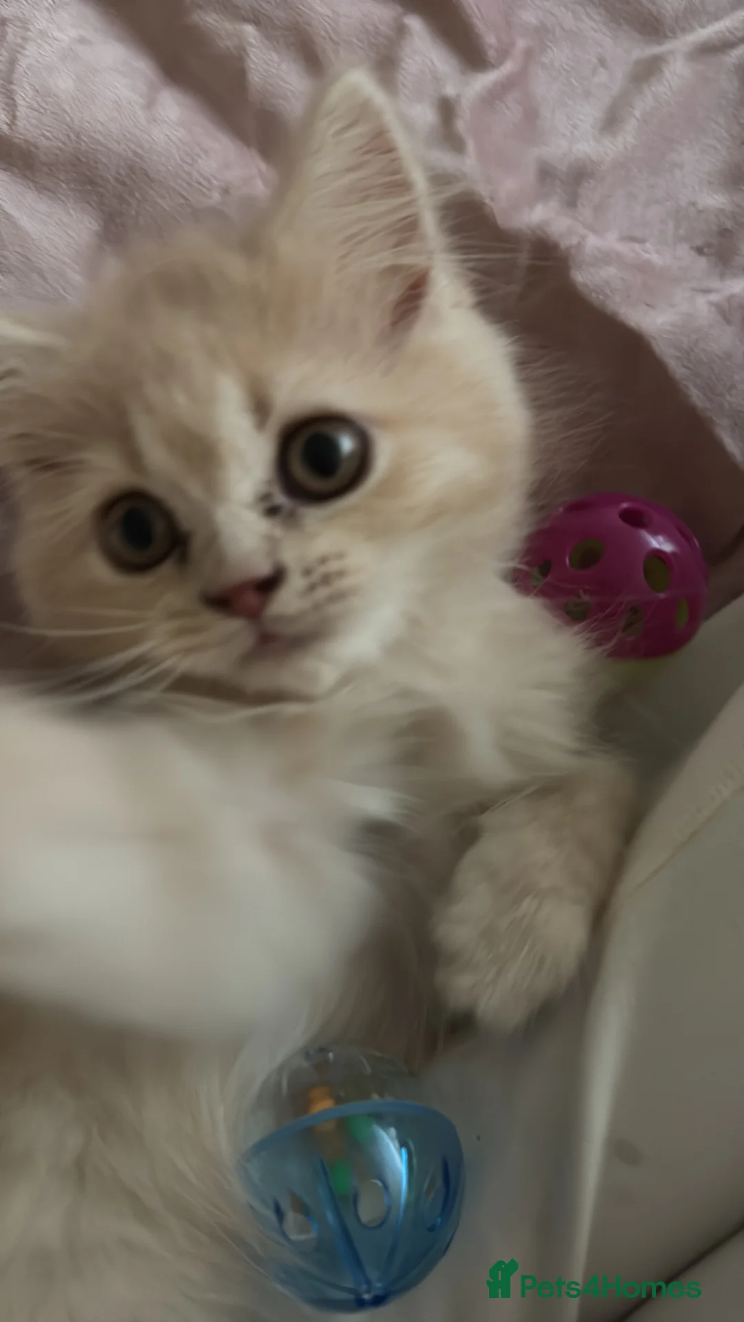 Persian cats for sale: Persian Kitten for Sale - Advert 2