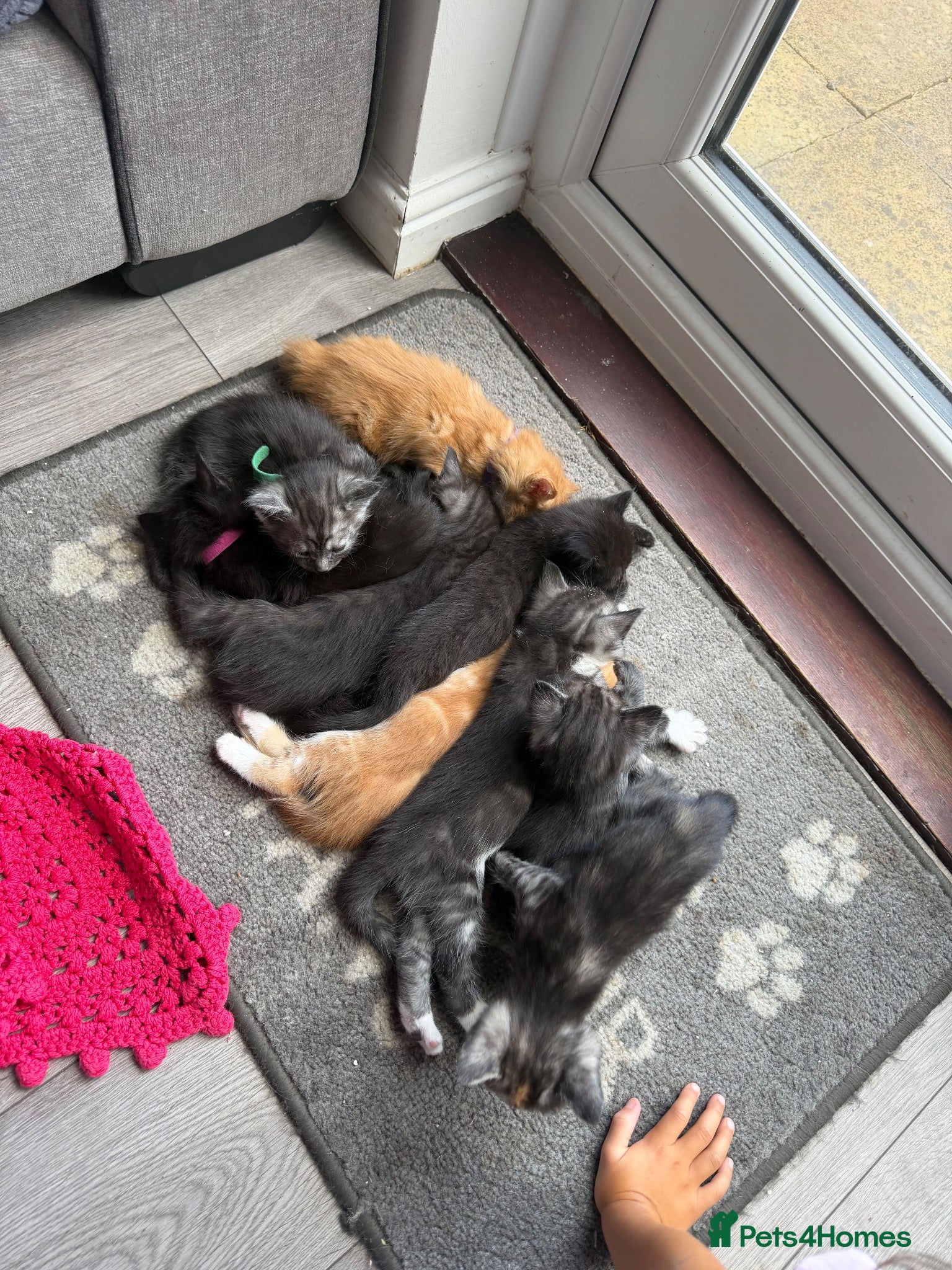 Maine Coon cats Maine coon mixed kittens  - Advert 1