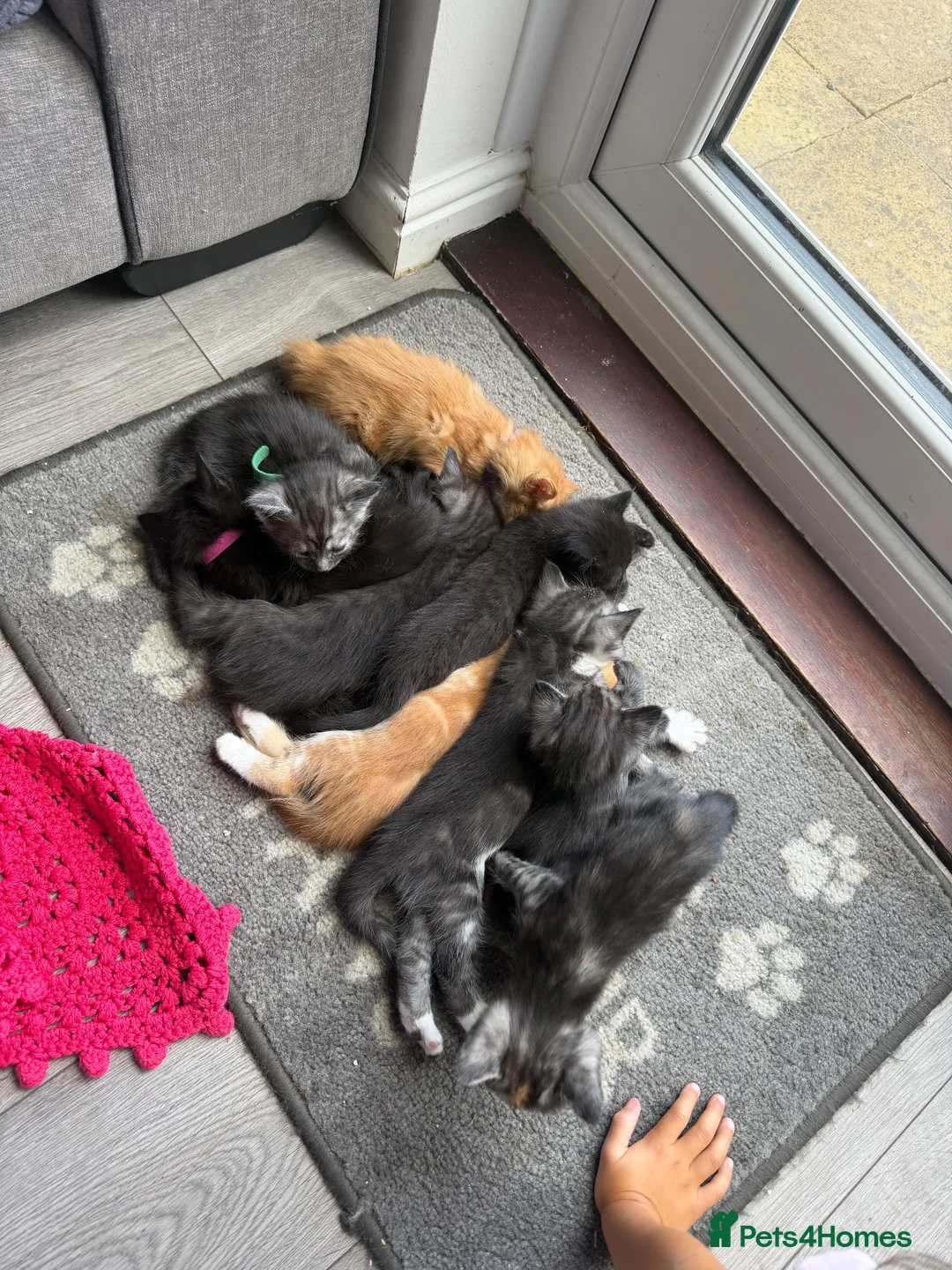 Maine Coon cats for sale: Maine coon mixed kittens  - Advert 1