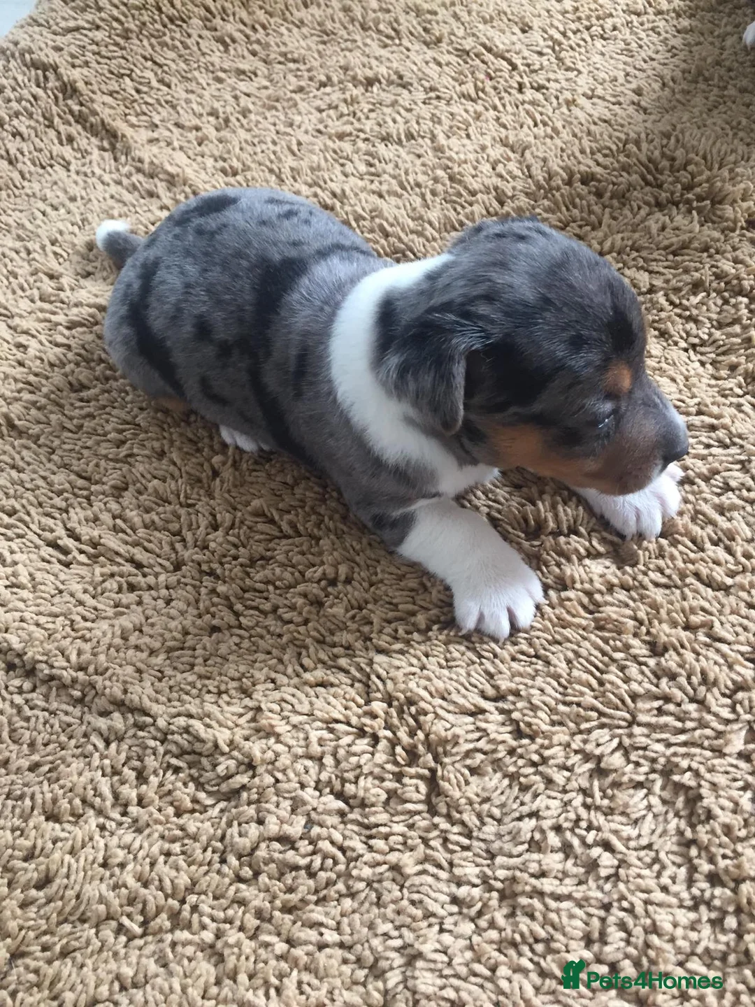 Jack Russell dogs for stud: Miniature Jack Russell - Blue Merle - STUD DOG in Wellingborough - Advert 5