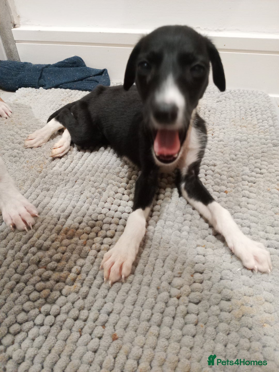 Lurcher dogs for sale: Lurcher pups  - Image 5