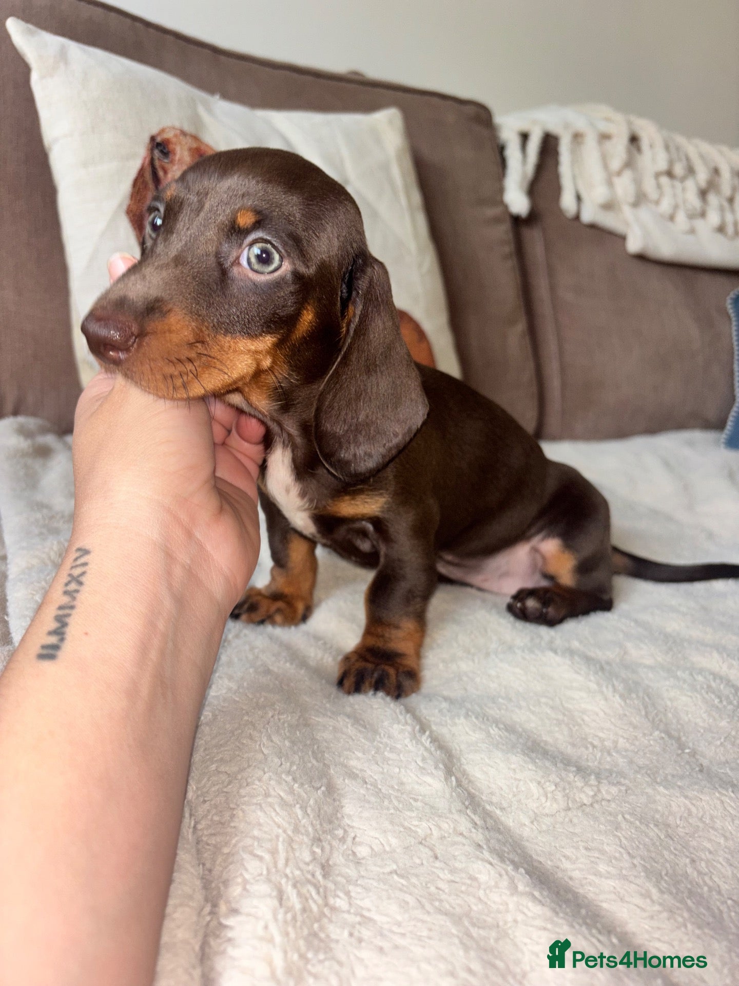 Miniature Dachshund dogs Miniature kc registered pups ready 7th oct - Advert 1