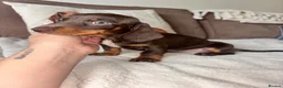 Miniature Dachshund dogs for sale: Miniature kc registered pups ready 7th oct - Advert 1