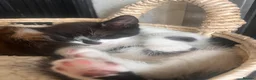 Mixed Breed cats for sale: Gorgeous kittens  in Liverpool - Advert 2