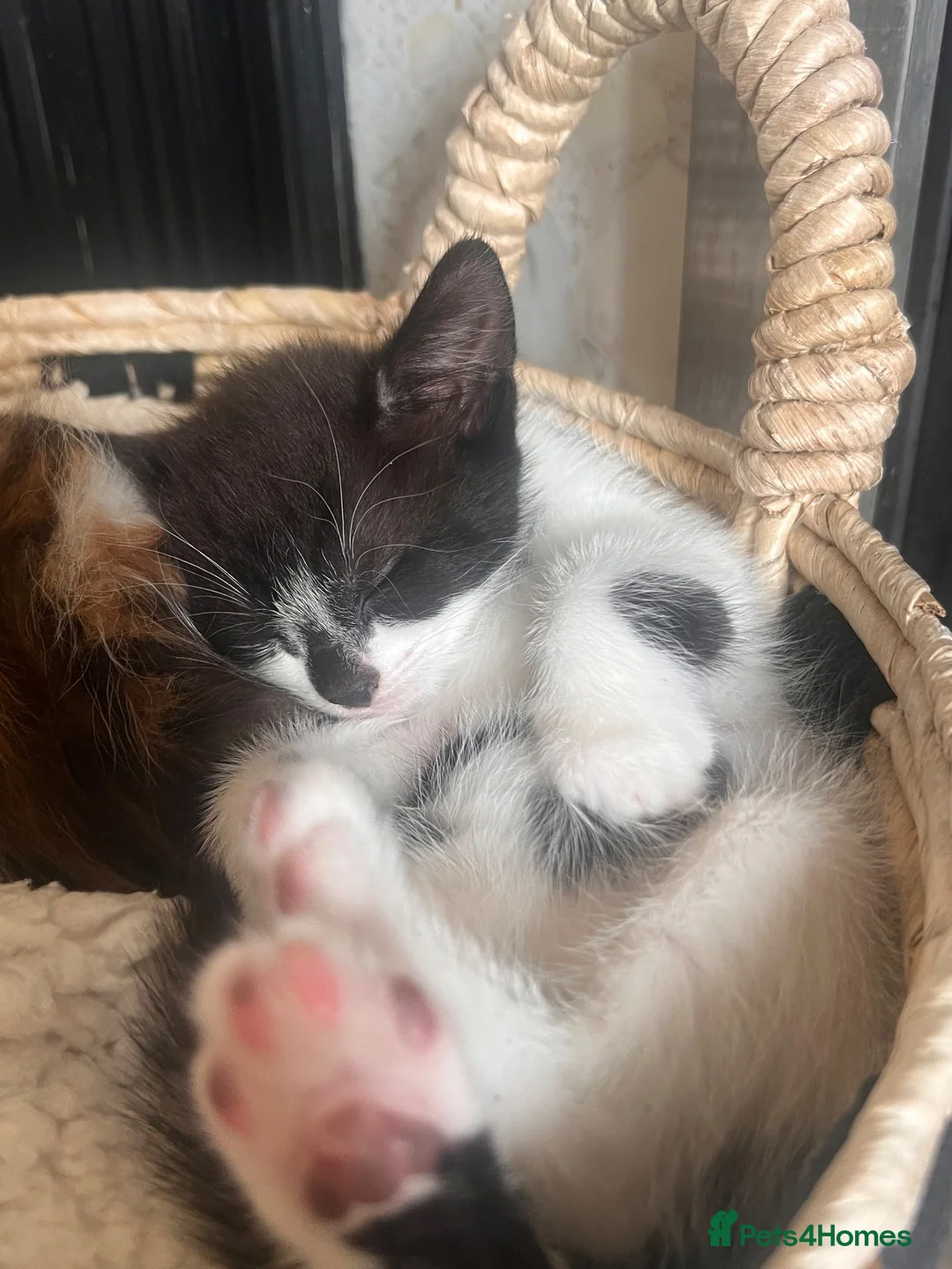 Mixed Breed cats for sale: Gorgeous kittens  in Liverpool - Advert 2