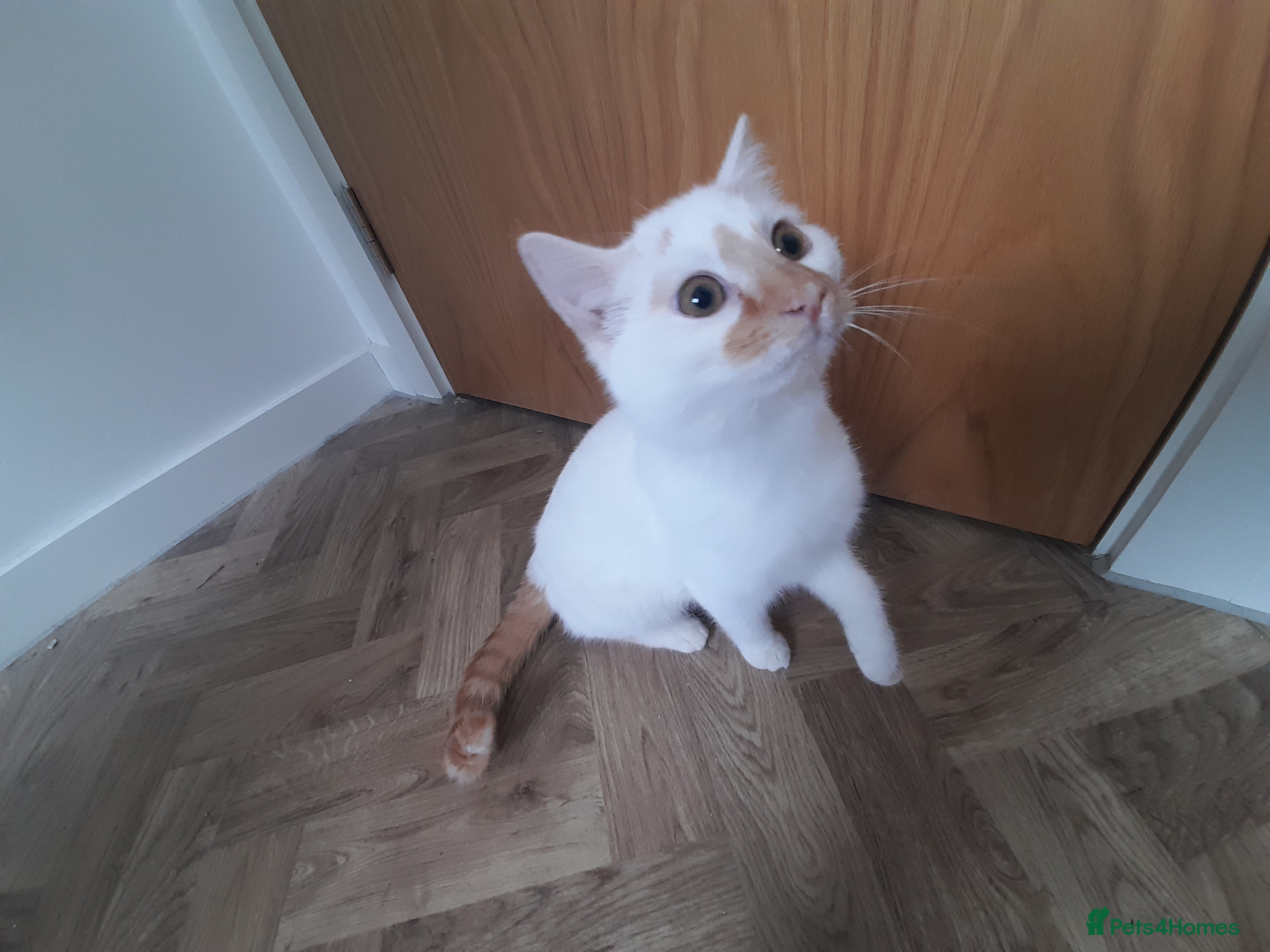 Mixed Breed cats Meet Mango ! - Advert 1