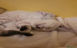 Scottish Fold cats for sale: Scottish fold kittens  - Image 32