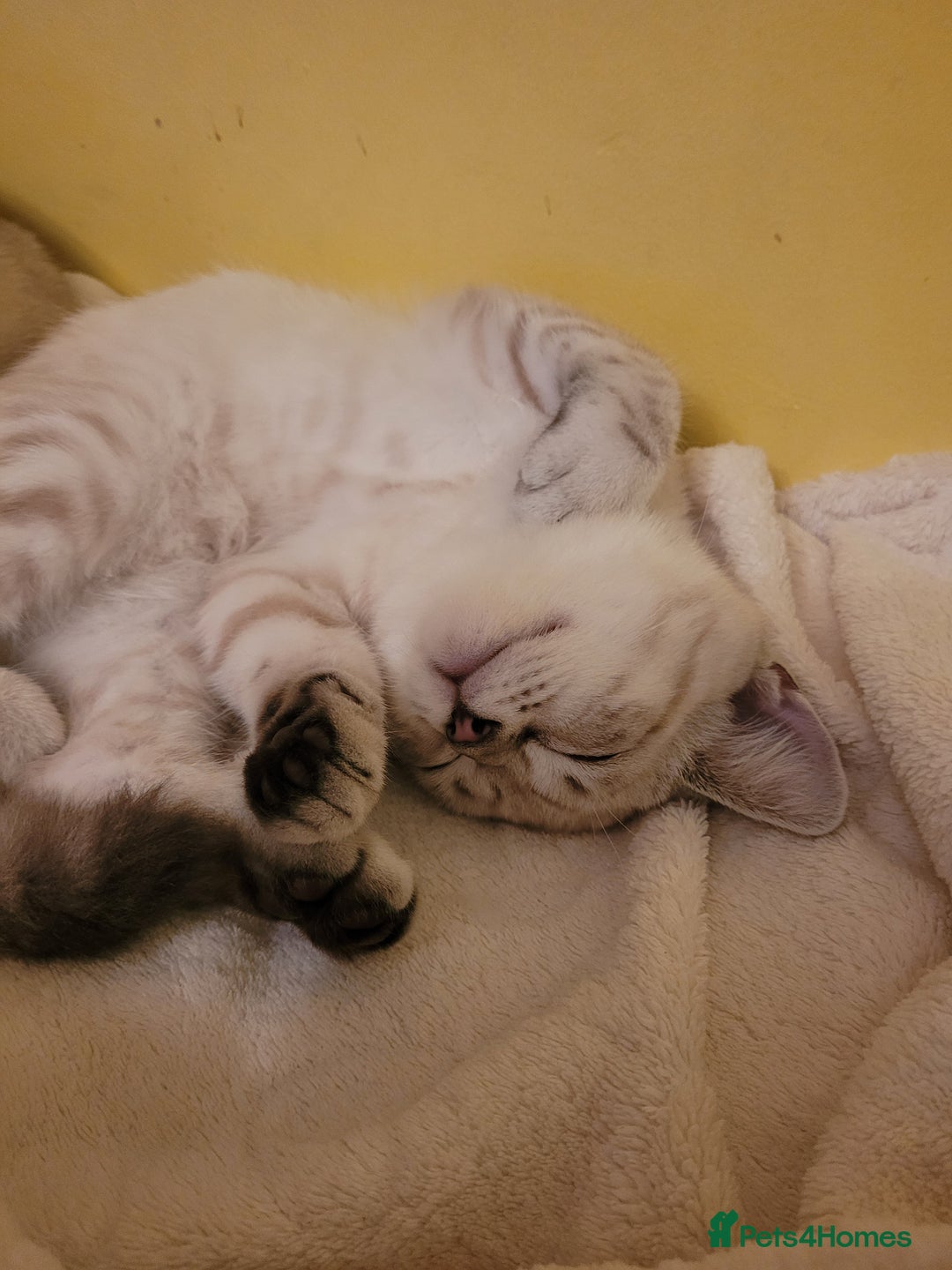 Scottish Fold cats for sale: Scottish fold kittens  - Image 32