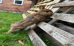 Netherland Dwarf rabbits for sale: Netherland dwarf rabbit  - Image 6