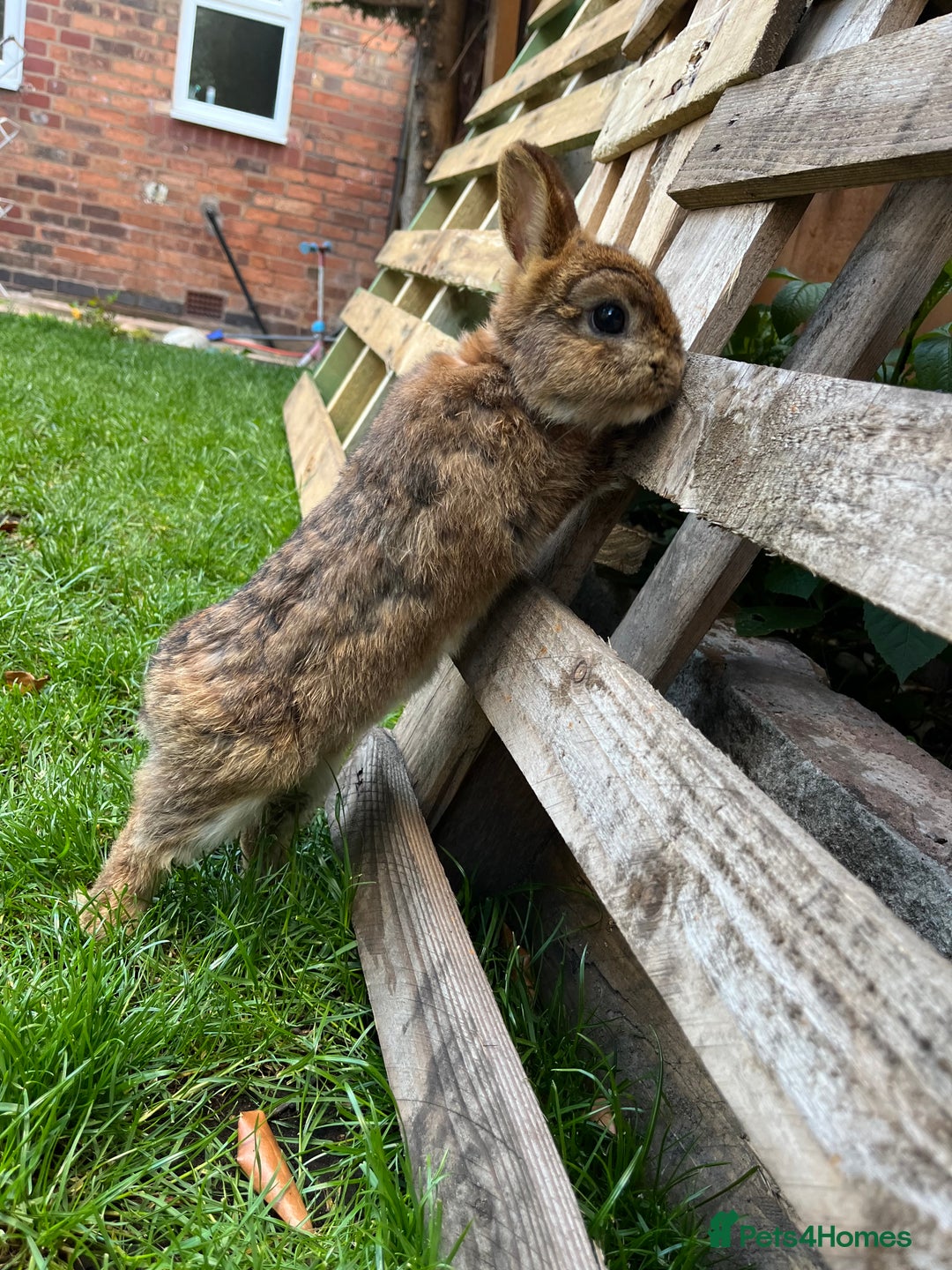 Netherland Dwarf rabbits for sale: Netherland dwarf rabbit  - Image 6