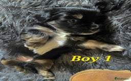 Mixed Breed dogs for sale: Yorkie cross tibetan spaniel  - Image 1