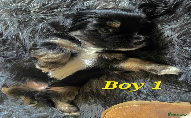 Mixed Breed dogs - Advert 2