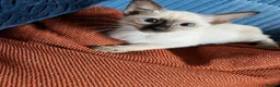 Siamese cats for sale: Siamese girls ready soon - Advert 6