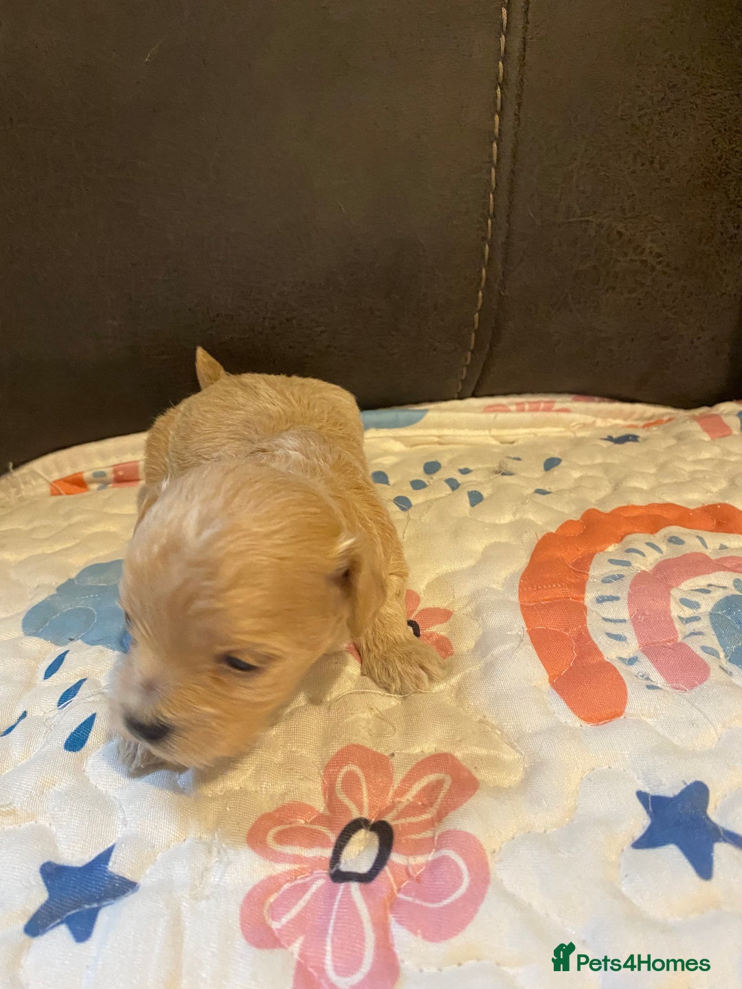Maltipoo dogs for sale: Adorable Maltipoos Puppies  - Advert 7