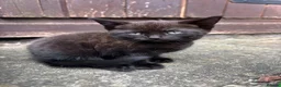 Mixed Breed cats for sale: 4 beautiful little kittens  - Advert 2