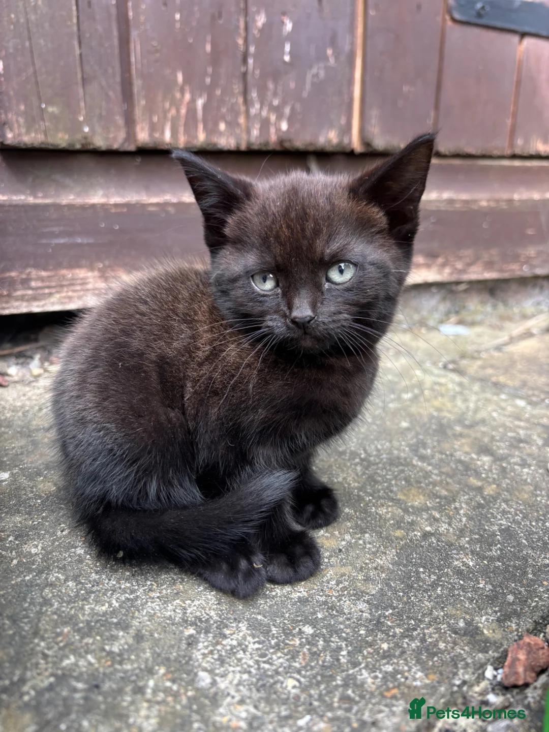 Mixed Breed cats for sale: 4 beautiful little kittens  - Advert 2