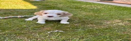 Mixed Breed dogs for sale: Clumber x Puppies  - Advert 18