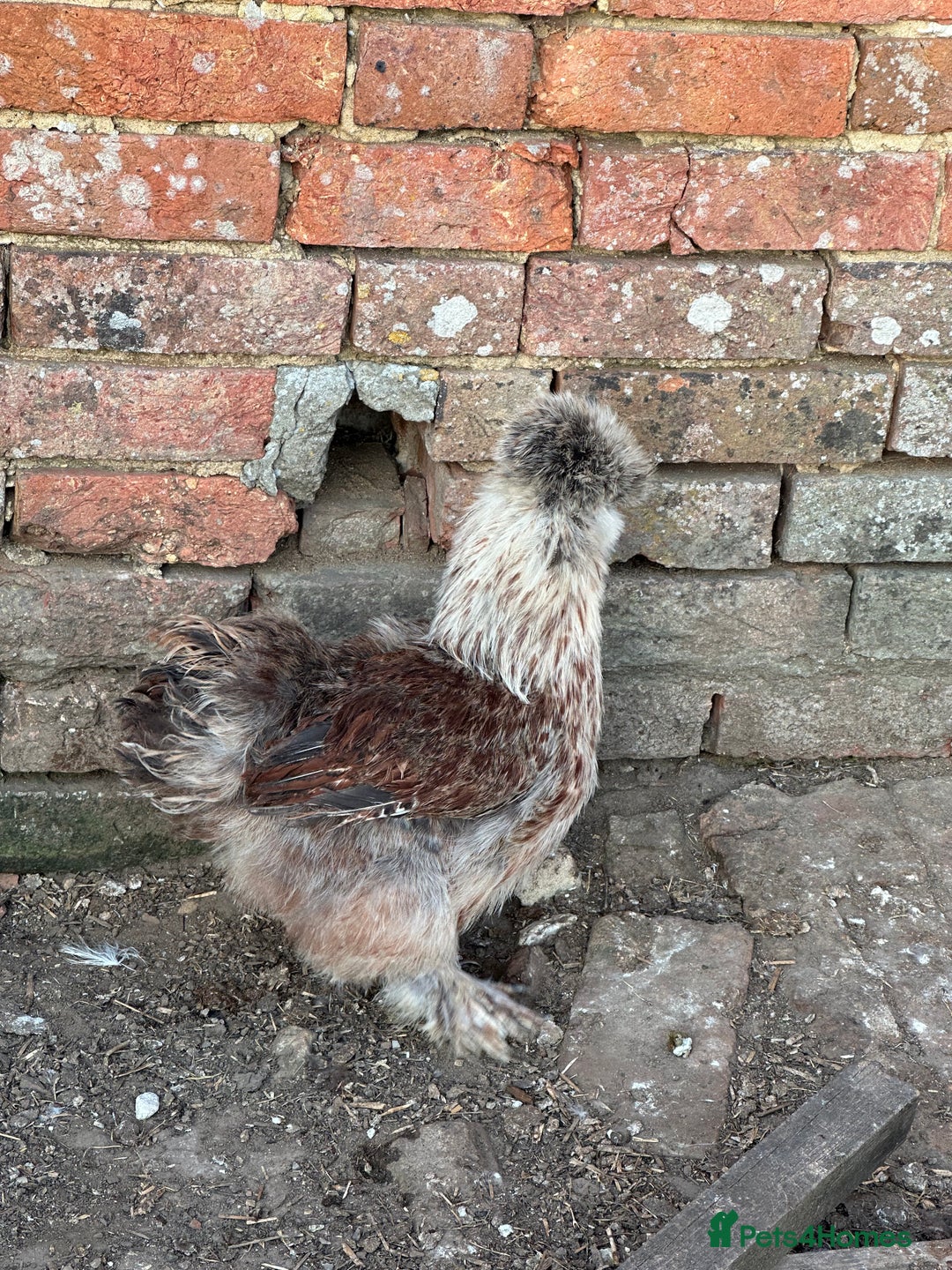 Hens poultry for sale: Beautiful coloured silkie hens point of lay/pullet - Image 1